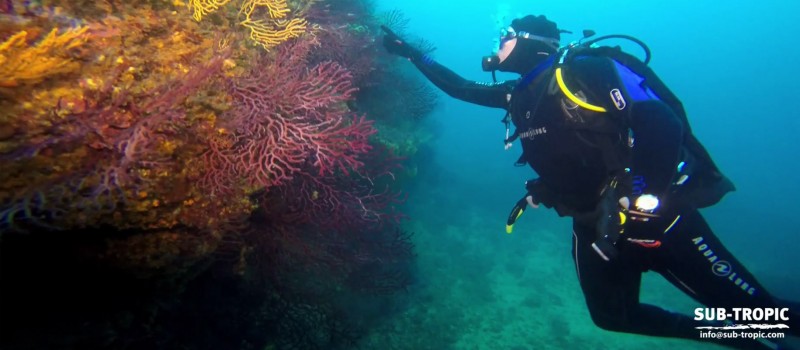 Diving--SUB TROPIC Carqueiranne